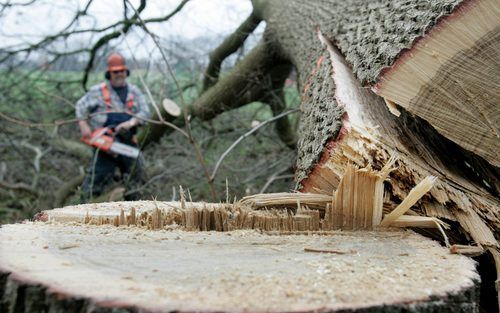 EDE – Een zojuist gevelde eik in het weiland langs de Harnsesteeg bij Ede. De boom is omgezaagd voor het herstel van de oude houtwal waar hij op staat. Stichting Landschapswacht startte dinsdag de restauratie van in totaal dertig bijzondere landschapsmonu