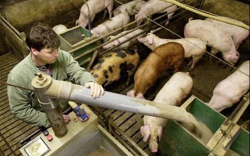 LOTTUM - Varkenshouder Hendrikx uit het Noord-Limburgse Lottum vindt de kritiek op boeren vanwege de hormoonaffaire onterecht. „Wij kunnen niet ruiken of er iets mis is met het voer.” - Foto ANP