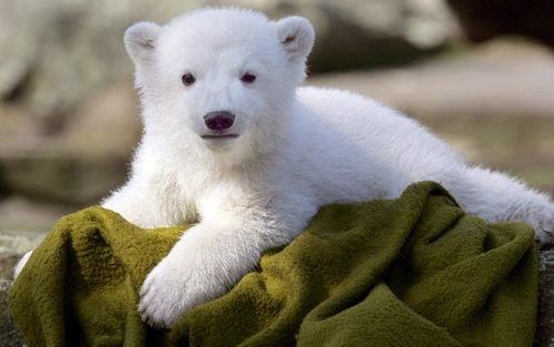 IJsbeertje Knut. Foto EPA