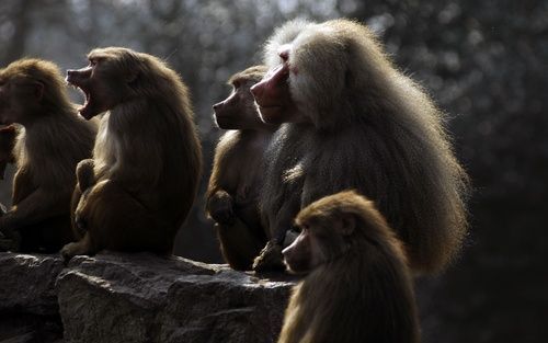 EMMEN – Heel Nederland lijkt zich bezig te houden met de in paniek geraakte mantelbavianen van Dierenpark Emmen. De 120 apen zitten vanaf maandag op een rots. Waar de apen van geschrokken zijn, is niet bekend. Foto ANP