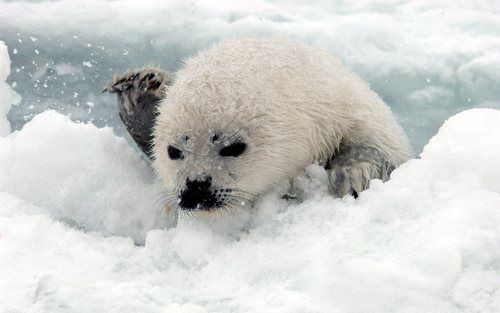 In Canada is maandag het omstreden zeehondenjachtseizoen weer geopend. Het quotum staat dit jaar op 270.000 dieren. Foto EPA