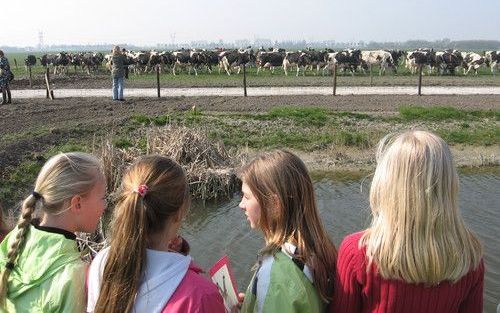 WESTBEEMSTER – Groep 6, 7 en 8 van de Teun de Jagerschool uit Schoorl mocht maandagmiddag bij boer Beers in Westbeemster de koeien na de wintermaanden weer de wei in sturen. Ze deden dat samen met Marianne Thieme, fractievoorzitter van de Partij voor de D