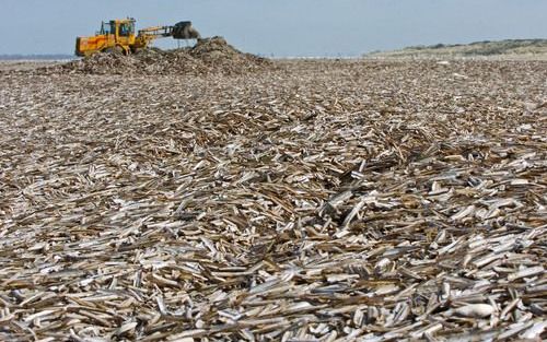 OUDDORP – Grote hoeveelheden messchelpen zijn de afgelopen dagen op het strand in Ouddorp aangespoeld. Rijkswaterstaat zet morgen een leger shovels en trekkers in om de schelpen af te voeren. Foto Persburo Flakkee