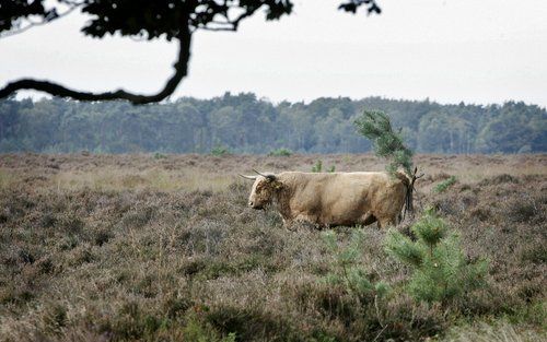 „Een ander duurzaam gebruik van grondwater, niet gerelateerd aan energie, is mogelijk in landelijk gebied. Om aan de toekomstige drinkwaterbehoefte te voldoen, is bescherming van een deel van het grondwater tegen bovengrondse invloeden noodzakelijk. Gebie