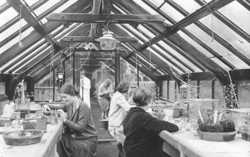 UTRECHT – De kassen van de Oude Hortus in Utrecht waren vroeger het domein van studenten. Op de foto een practicum rond 1930. Sinds gisteren is het feest in het gerestaureerde complex. Foto Universiteitsmuseum Utrecht