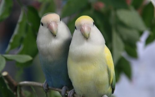 RHENEN – Handelaren in Europa hebben nu ruim anderhalf jaar te maken met tijdelijke importverboden op wilde vogels. In die tijd vlogen de prijzen van bepaalde exotische vogels omhoog. Zoals die van het sijsje uit Mozambique (foto). Rinus Borgstein, voorzi