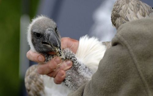 LIEDERHOLTHUIS – Het kostte de valkeniers van roofvogelpark Stonehenge Wildlife in Schoonrewoerd woensdag weinig moeite een ontsnapte witruggier te vangen. Het dier, dat van Zuid-Holland naar Overijssel gevlogen was, reageerde al op de eerste lokroep. Fot