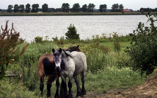 Tiengemeten is een natuureiland geworden. Foto ANP