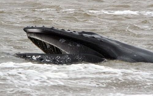 DEN HELDER - De bultrug zaterdag op het Marsdiep bij Den Helder. In het Marsdiep tussen Den Helder en Texel zwemt een bultrug rond. De ongeveer 15 meter lange walvis werd donderdag voor het eerst opgemerkt door de bemanning van een patrouilleboot van de m