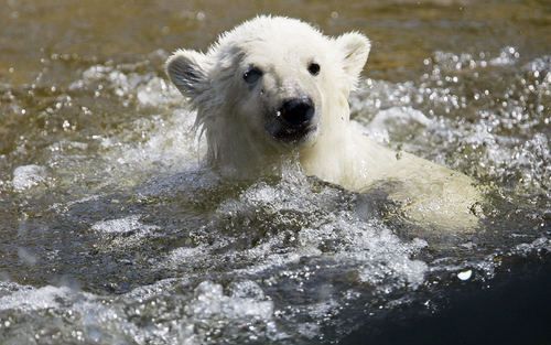 IJsbeertje Knut wilde niets meer van water weten nadat hij zich begin mei verslikte.