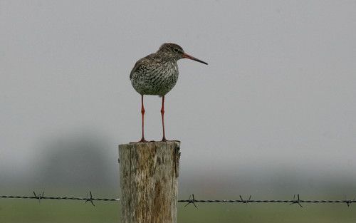 Op de route van het fietsknooppuntennetwerk op Schouwen Duiveland ligt Prunje. Dat is het grootste gebied binnen Plan Tureluur, een meerjarenplan dat als doel heeft de vroegere vogel en plantenrijkdom langs de zuidkust van Schouwen terug te brengen. Het p