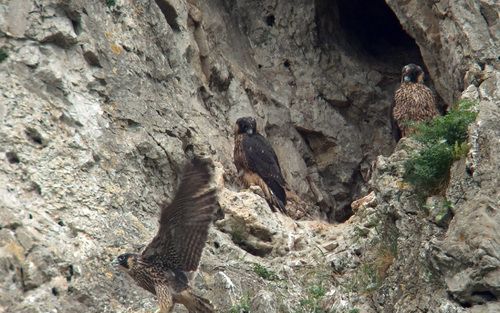 Met het blote oog niet te zien, maar de techniek van het digiscopen levert een kijkje in en een kiekje van het slechtvalknest. De inzet toont de opnamesituatie. Foto’s Wessel van Binsbergen