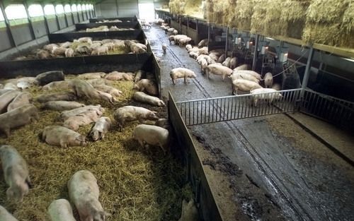 „Ondanks de reële alternatieven ondergaan in Europa jaarlijks 101 miljoen biggen de zeer pijnlijke onverdoofde castratie. Dat zijn 274.000 biggen per dag, 3 biggen per seconde.” Foto Bert Jansen