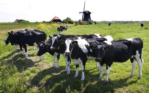 Koeien horen in de wei, vindt 90% van de Nederlanders. Foto ANP