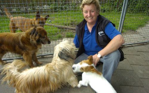 GOES – Beheerster Dorith van Ewijk van dierenasiel Tussenhaven in Goes: „Als een hond weer een goed thuis vindt, heb ik een goeie dag.” Foto Willem Woznita