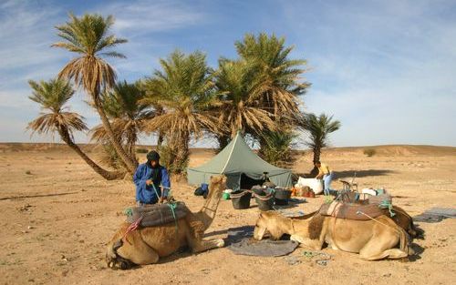 RABAT – In het oosten van Marokko begint de Sahara. Het gebied wordt grotendeels bewoond door Berberstammen, die in tenten bij oases leven. Het massatoerisme dat de regering van het land nastreeft, heeft grote gevolgen voor de natuur in Marokko, zeggen ac