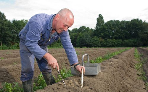 Asperges moeten smaken zoals ze kraken. En dat doen asperges uit de supermarkt in ieder geval niet. „Die zijn zo bitter als iets”, vindt Van Tiggelen, een van de vijftien telers van de Brabantse Walasperge, de enige Nederlandse asperge die zich erkend str