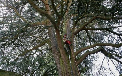 ARNHEM – De grootste ceder van Nederland krijgt deze week een onderhoudsbeurt. De boom staat in Arnhem. Foto ANP