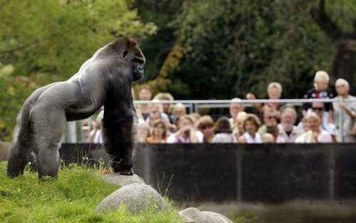 ROTTERDAM - De gorilla Bokito en zijn familie mogen dinsdag weer naar buiten. Het vernieuwde buitenverblijf is nu ” Bokito-proof ", maar nog niet af. Voorlopig mogen de gorilla's de zomer doorbrengen in de buitenlucht, maar na de vakantie wordt het verbli