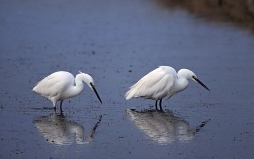 LELYSTAD – Met name zachte winters zorgen voor een opmars van vogelsoorten uit Zuid Europa, zoals de kleine zilverreiger. - Foto Frits van Daalen