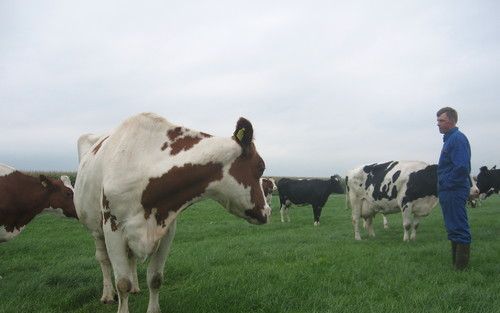 LINSCHOTEN – Melkveehouder Cor Rijneveld uit Linschoten heeft 47 melkkoeien, goed voor 380.000 liter melk per jaar. „Als we de verhoging van de melkprijs niet hadden gehad, waren er absoluut bedrijven omgevallen.” Foto RD