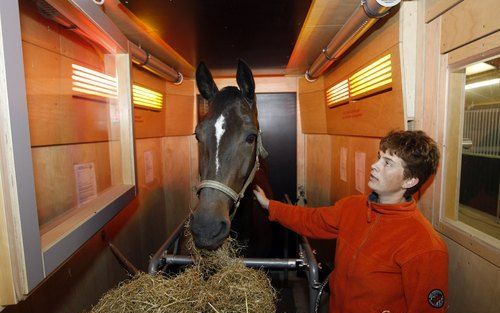 HOOGELOON – Paarden die kampen met verkoudheid, spierpijn of peesblessures kunnen vanaf 1 oktober terecht in de sauna van de Bemi Hoeve in Hoogeloon. Volgens eigenaresse Astrid Beijssens van Mierden gaat het om een cabine die werkt met infrarood licht. Fo