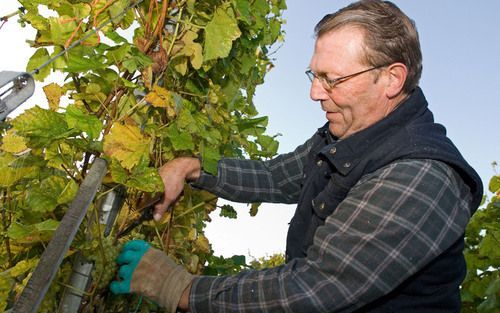 DREISCHOR – Nauwlettend wordt de kwaliteit van de druiven bij Wijnhoeve De Kleine Schorre in de gaten gehouden. In 2005 werden de eerste druiven geoogst door vrijwilligers. Foto Wim van Vossen