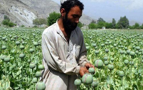 „Boeren moeten alternatieve gewassen aangeboden krijgen die even lucratief zijn als de papaver.” Foto EPA