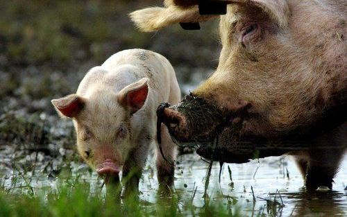 Biologische varkenshouders gaan door met het onder verdoving castreren van biggetjes. Foto ANP