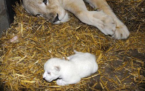 BRUSSEL - Het witte leeuwenwelpje is dood gegaan. Foto ANP