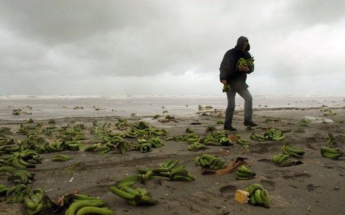 TERSCHELLING – De stranden van Terschelling en Ameland zijn woensdagmorgen voor een groot deel overspoeld met bananen. Volgens een woordvoerder van de gemeente Terschelling zijn dinsdag tien containers met bananen van het schip Duncan Island in de Noordze