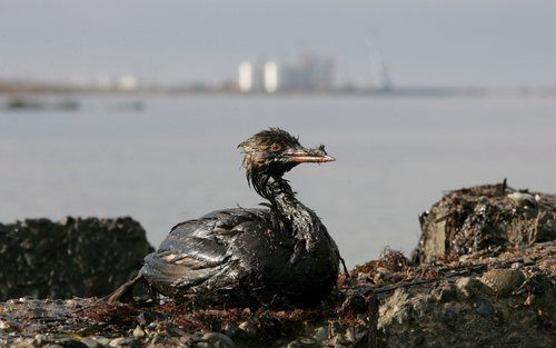 De olieramp op de Zwarte Zee eist steeds meer slachtoffers onder de dieren. Ook dolfijnen worden nu bedreigd. Foto EPA