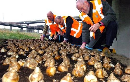 DEN HAAG – Burgemeester Deetman van Den Haag (m.) op de knieën voor bollensector. Samen met CDA-Tweede Kamerlid Mastwijk (r.) en KAVB-voorzitter Langeslag stak hij maandag op het Prins Clausplein de eerste van 100.000 narcissenbollen in de grond. Vanaf ma