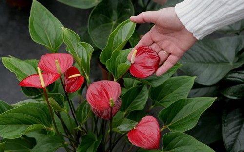 De anthurium is een gemakkelijk te verzorgen plant, die het hele jaar door kan bloeien. Foto VidiPhoto