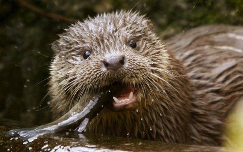 Volgens SON is de tamme otter mishandeld. Foto EPA