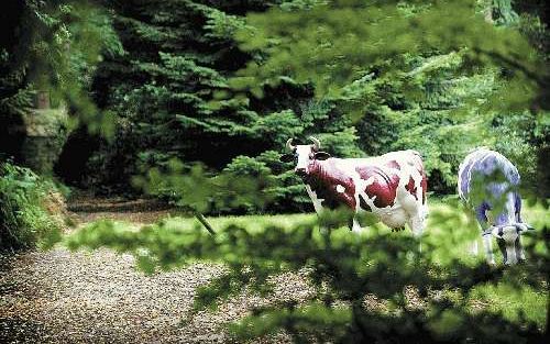 Ergens bij Wolfheze â€˜grazen’ bontgekleurde koeien. - Foto RD, Sjaak Verboom