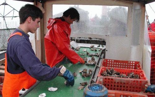 YERSEKE - Na jaren van tegenslagen gaat het nu goed met de Zeeuwse oesterkweek. De afzet stijgt sterk. Op de YE 60 sorteren de werknemers de in de Oosterschelde opgehaalde schelpdieren. De Zeeuwse oesters zijn na drie jaar groot genoeg voor de verkoop, te