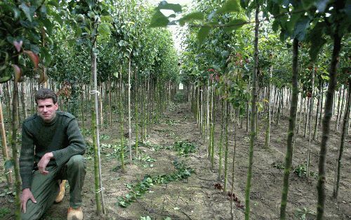 DODEWAARD - Aangezien het kweken van bomen enkele jaren duurt, moet boomkweker J. W. Crum uit Dodewaard nauwgezet de markt volgen om te weten wat hij moet planten. „Als andere kwekers veel eiken neerzetten, dan wachten wij wel even.” - Foto RD,HenkVissche