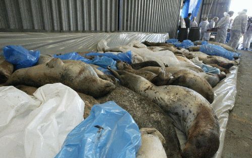 GRONINGEN - Zeehondenkadavers liggen zaterdag klaar voor onderzoek. In Groningen is zaterdag begonnen met de sectie van 1100 zeehondenkadavers. Het is het grootste zeehondenonderzoek dat ooit is gehouden. - Foto ANP