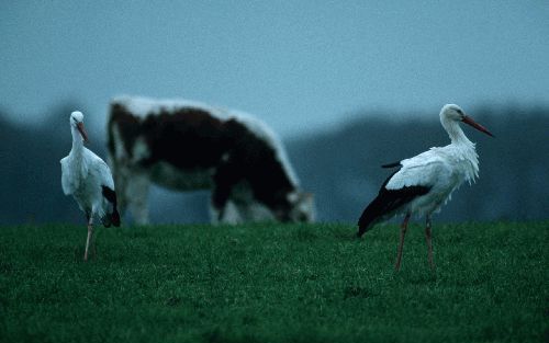 LEXMOND - Ooievaars horen in het boerenland. Intensief beheerde graslanden met lage grondwaterstanden en nauwelijks bodemreliÃ«f zijn echter ongeschikt als voedselplek voor de grote weidevogel. Vogelbescherming Nederland start volgend jaar, samen met mens