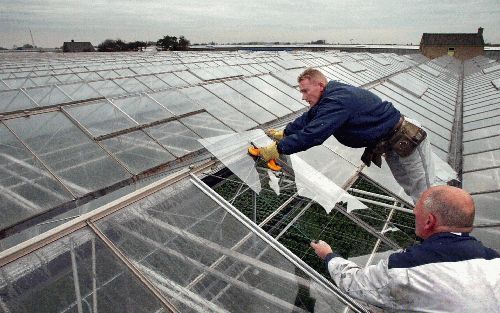 MAASDIJK - Glaszetters plaatsten gisteren een nieuwe ruit in het dak van een kas in Maasdijk in het Westland. Er zijn tijdens de storm van zondag zo veel ruiten gesneuveld, dat de glaszetters een wachtlijst hanteren. - Foto ANP