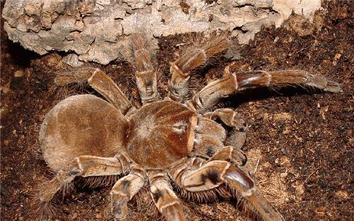 In het reptielenhuis van dierenpark De Oliemeulen in Tilburg woont sinds kort de vogelspin Goliath. Met een achterlijf iets kleiner dan een tennisbal en 30 centimeter spanwijdte is de spin op z’n minst een imposante verschijning te noemen. - Foto De Oliem