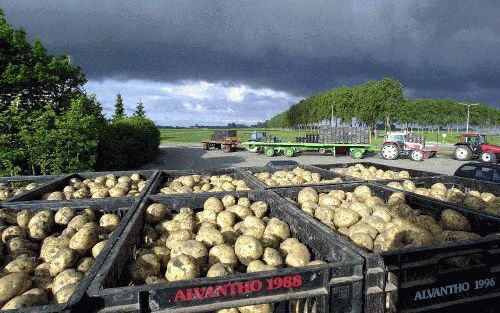 SINT ANNALAND - Boven het bintje hangen donkere wolken. Een groep liefhebbers van dit aardappelras is een actie gestart om het tij te keren. Bintje, volgens de website www.bintje.info een alleskunner met ongeÃ«venaarde kwaliteiten, moet af van het imago v