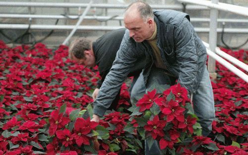 BEMMEL - Kerststerren zijn subtropische planten. Toch worden ze in de zomer vrijwel niet verkocht, maar alleen tijdens de eerste twee Ã drie weken van december. Dat betekent dat de kwekers erop aan werken om de planten rond de kerstdagen in een goede cond