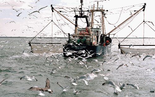 STELLENDAM - De garnalenhandel krijgt van de mededingingsautoriteit NMa een boete opgelegd van 13,8 miljoen euro wegens verboden onderlinge prijsafspraken. Op de foto een garnalenvisser voor haven van Stellendam. - Foto Wim van Vossen