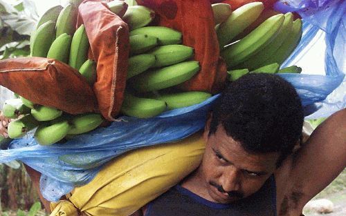 GUAPILES - Twee schimmelziekten, de een heet Panama en de ander Zwarte Sigatoka, roeien de banaan zoals wij die kennen en eten uit. Franse wetenschappers hebben donderdag de noodklok geluid. Op de foto Chiquita-bananen op een plantage in Guapiles, Costa R