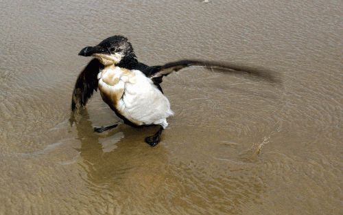 WENDUINE - Voor het eerst heeft olie afkomstig uit de gezonken tanker Tricolor de Belgische en Zeeuwse kust bereikt. Zeker 2500 vogels zijn inmiddels besmeurd. - Foto EPA