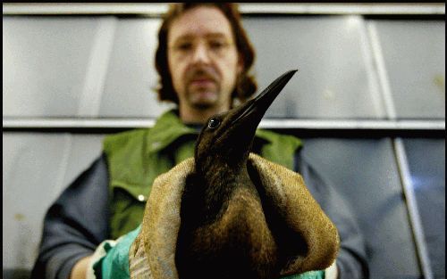 ROTTERDAM - Een medewerker van vogelklas Karel Schot in Rotterdam houdt een met olie besmeurde zeekoet in zijn handen. Ruim 1500 vogels spoelden zondag aan op de Belgische kust, als gevolg van de ramp met de tanker Tricolor in het Kanaal. Het vogelasiel i