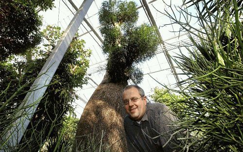 DE KWAKEL - Voorraad en assortiment zijn indrukwekkend, vooral in de hoogste kas. Een Brachychiton rupestris (flessenboom) staat met 6,5 meter hoogte in een kuip van 2 meter. Hij wacht op verzending naar een sjeik in het Midden-Oosten. Onder de boom Jack 