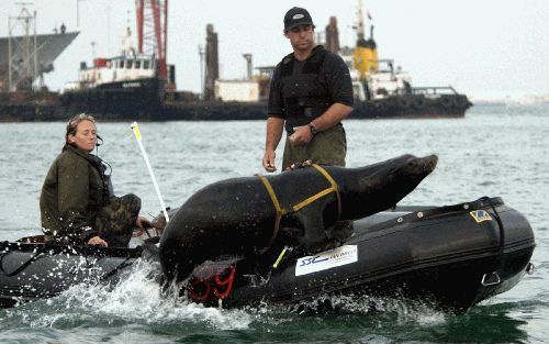 BAHREIN - Een zeeleeuw van de Amerikaanse marine springt vanuit het water op de rubberboot van zijn begeleiders na een oefening in de haven van Bahrein. - Foto EPA